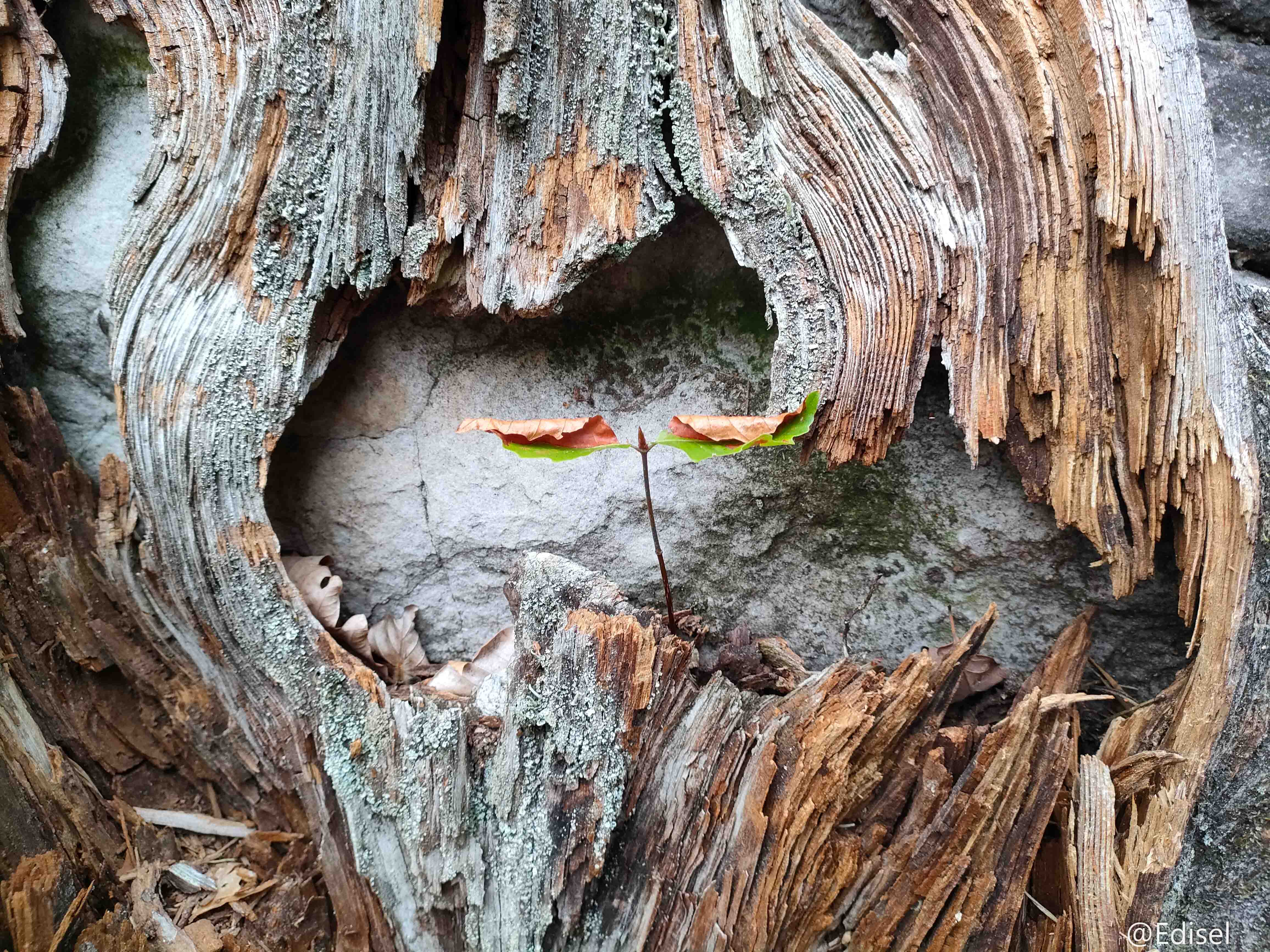 Les arbres