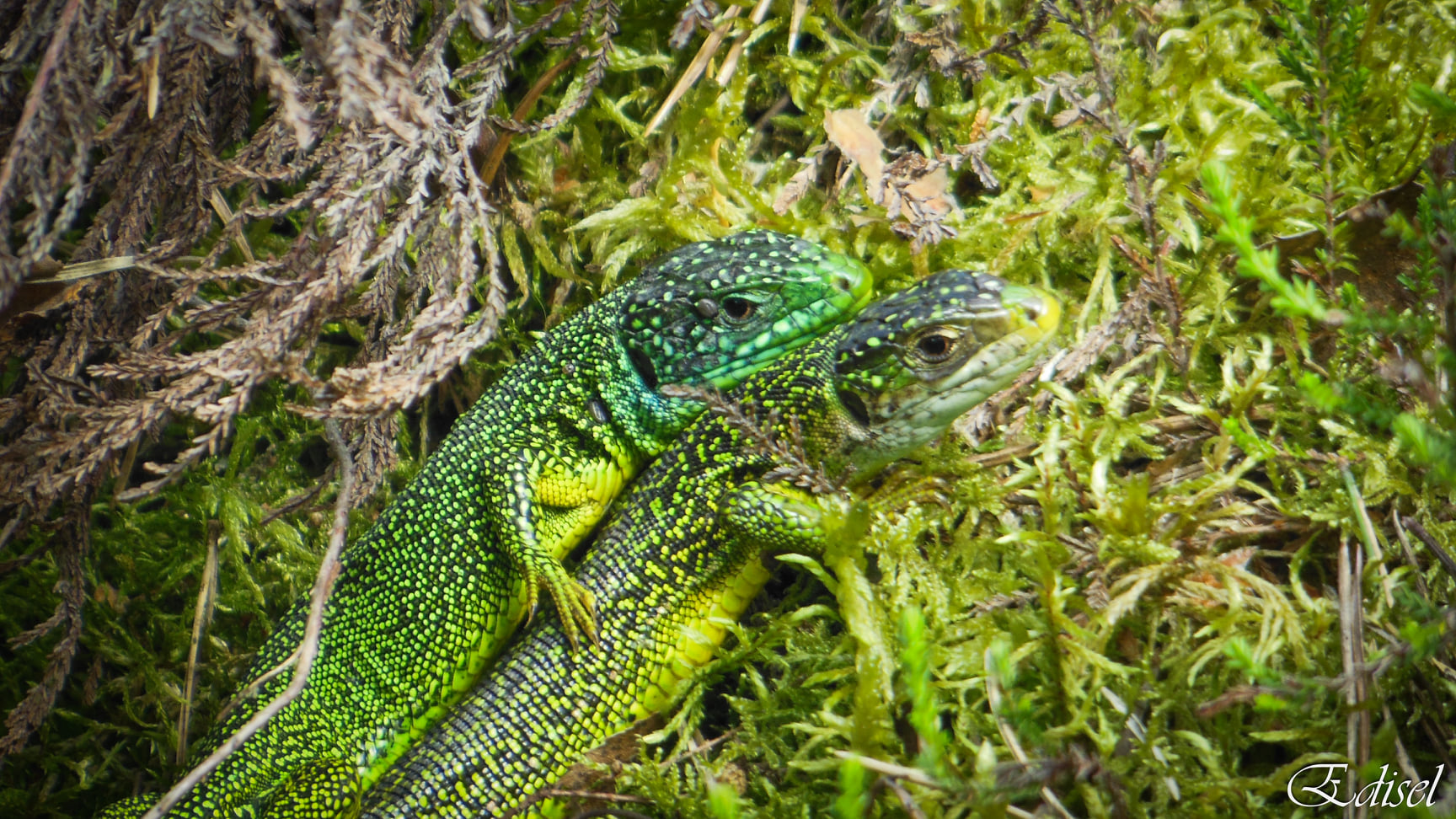 Biodiversité